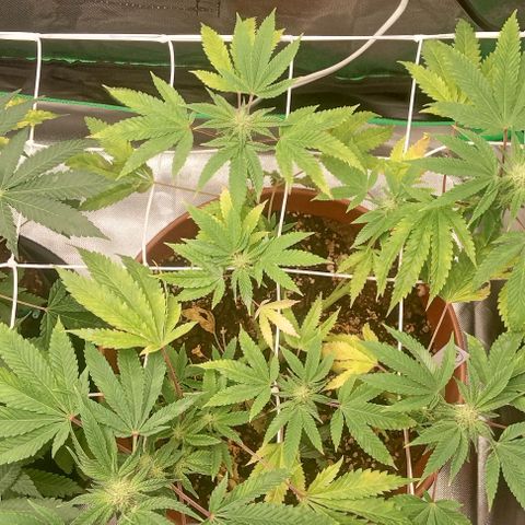 Unknown strain growlog timeline photo