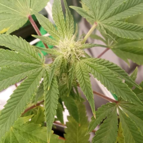 Unknown strain growlog timeline photo