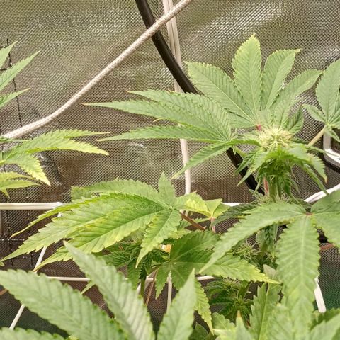 Unknown strain growlog timeline photo