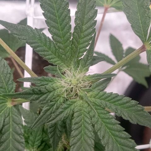 Unknown strain growlog timeline photo