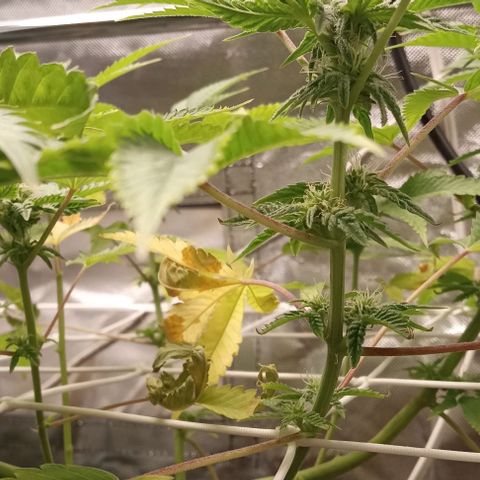 Unknown strain growlog timeline photo