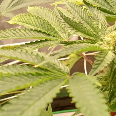 Unknown strain growlog timeline photo