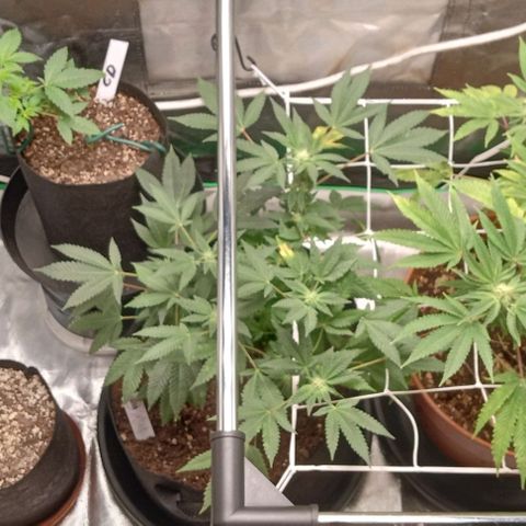 Unknown strain growlog timeline photo