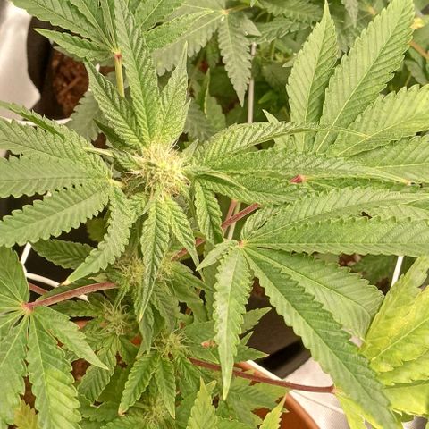 Unknown strain growlog timeline photo
