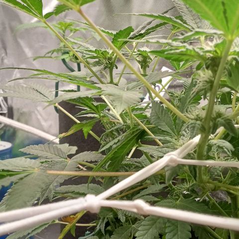Unknown strain growlog timeline photo