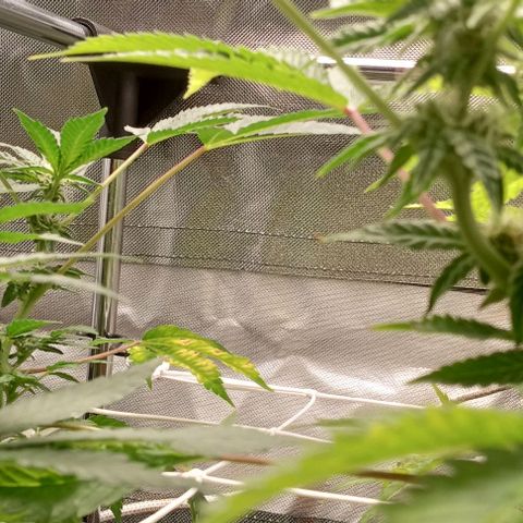 Unknown strain growlog timeline photo