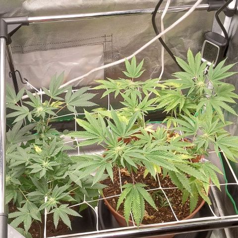 Unknown strain growlog timeline photo