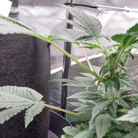 Unknown strain growlog timeline photo