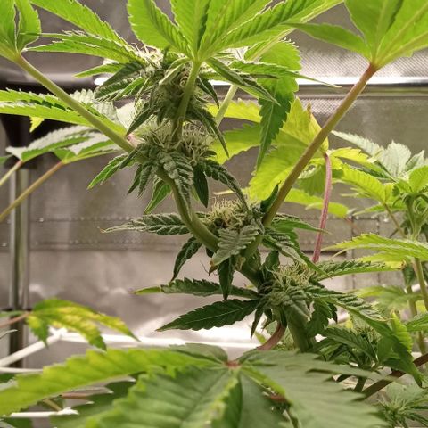 Unknown strain growlog timeline photo