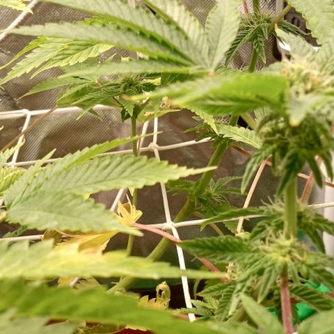 Unknown strain growlog timeline photo
