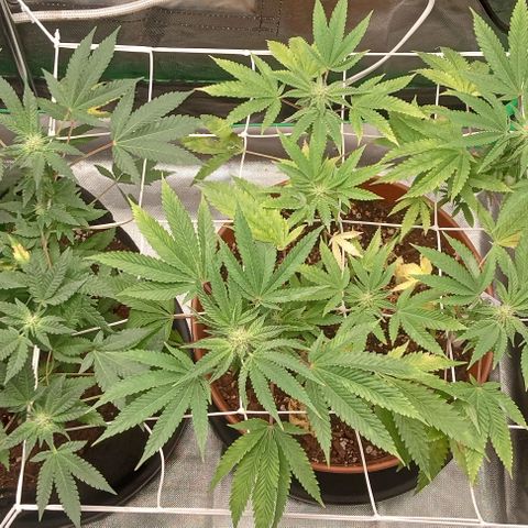 Unknown strain growlog timeline photo