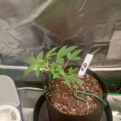 Unknown strain growlog timeline photo
