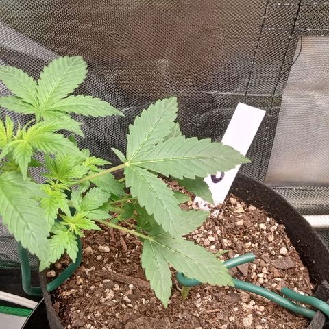 Unknown strain growlog timeline photo