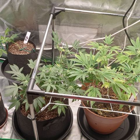 Unknown strain growlog timeline photo