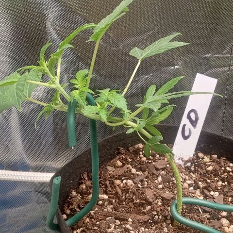 Unknown strain growlog timeline photo
