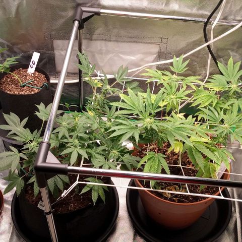 Unknown strain growlog timeline photo