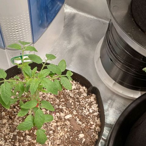 Unknown strain growlog timeline photo