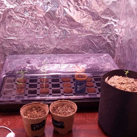 Unknown strain growlog timeline photo