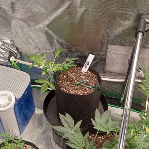 Unknown strain growlog timeline photo