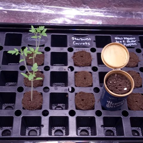 Unknown strain growlog timeline photo