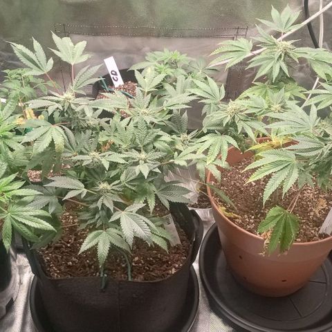Unknown strain growlog timeline photo