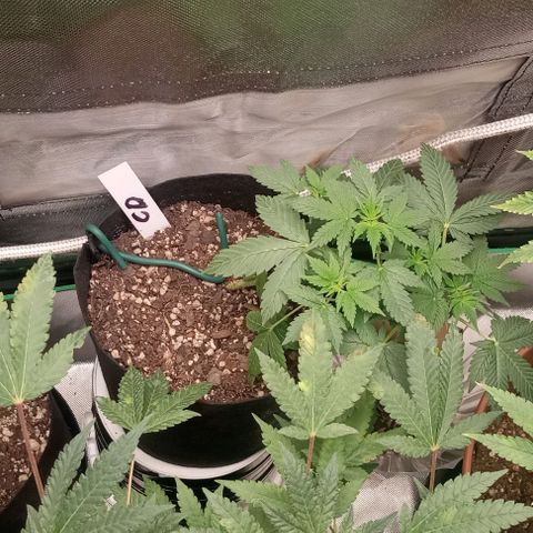 Unknown strain growlog timeline photo
