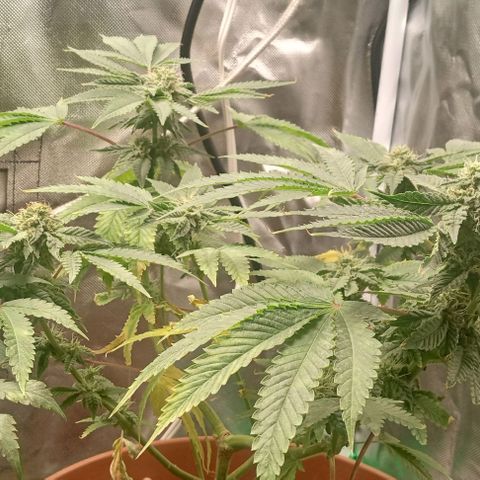Unknown strain growlog timeline photo