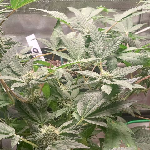 Unknown strain growlog timeline photo