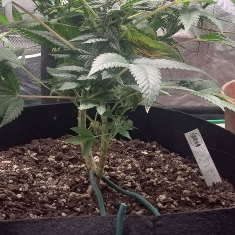 Unknown strain growlog timeline photo