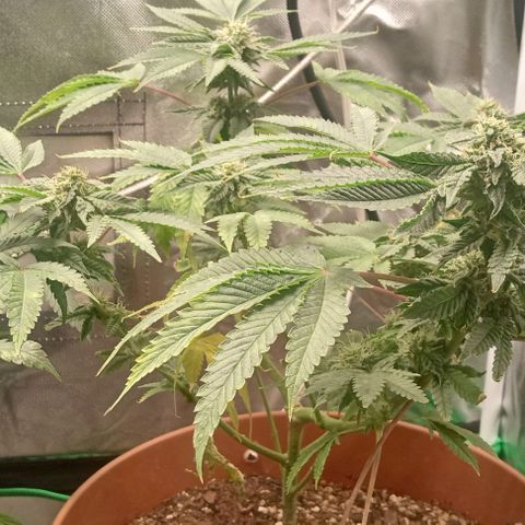 Unknown strain growlog timeline photo