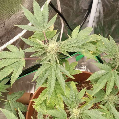 Unknown strain growlog timeline photo