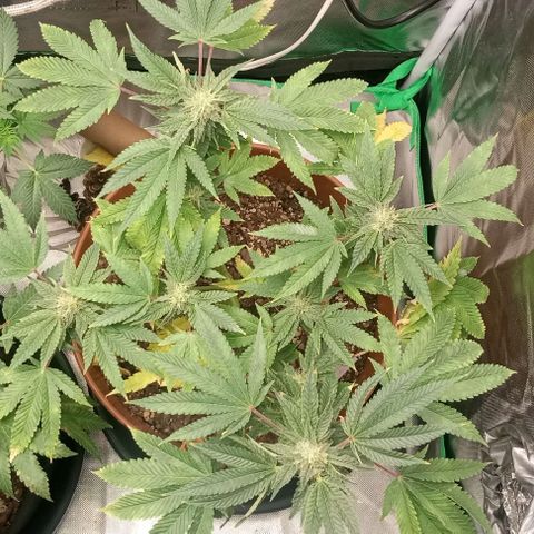 Unknown strain growlog timeline photo