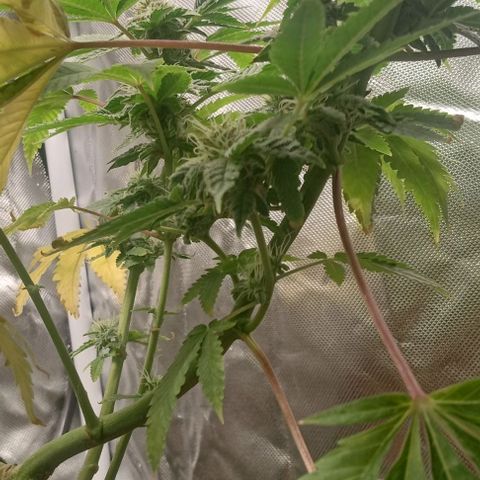 Unknown strain growlog timeline photo
