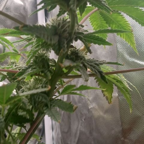 Unknown strain growlog timeline photo