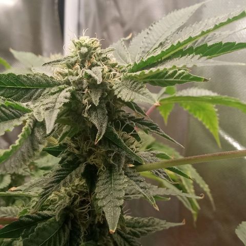Unknown strain growlog timeline photo