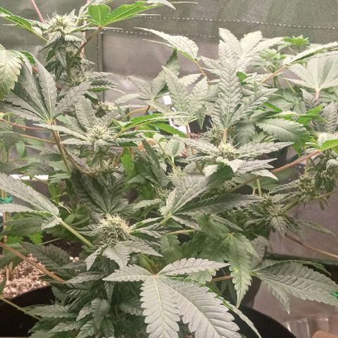 Unknown strain growlog timeline photo