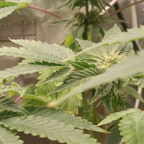 Unknown strain growlog timeline photo