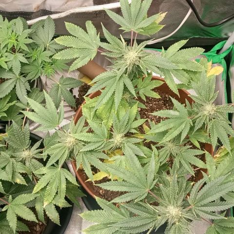 Unknown strain growlog timeline photo