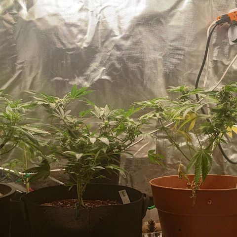 Unknown strain growlog timeline photo