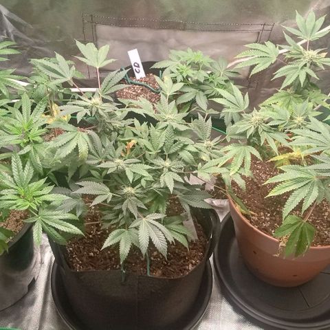 Unknown strain growlog timeline photo