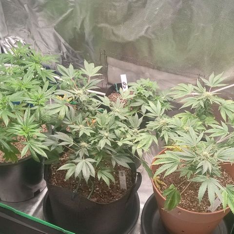 Unknown strain growlog timeline photo