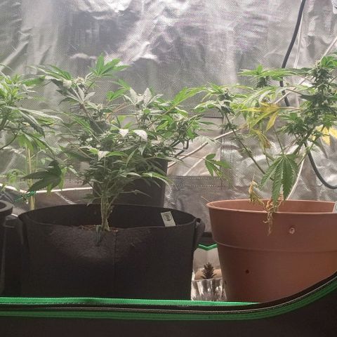 Unknown strain growlog timeline photo