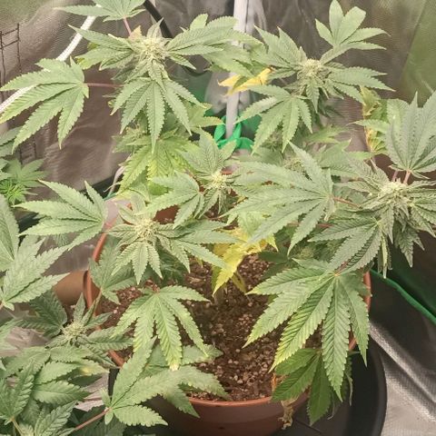 Unknown strain growlog timeline photo