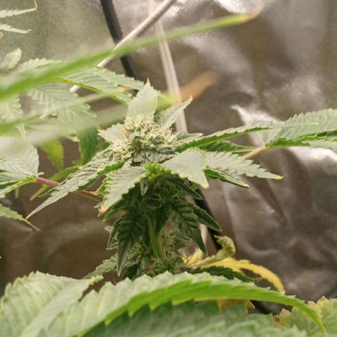 Unknown strain growlog timeline photo