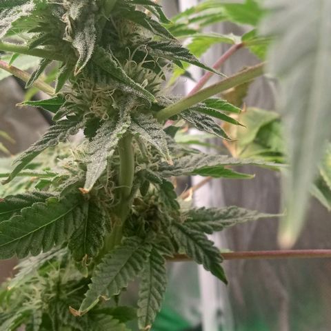 Unknown strain growlog timeline photo