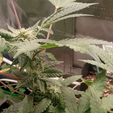 Unknown strain growlog timeline photo