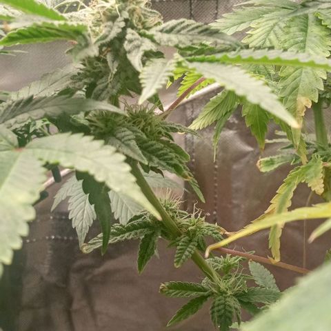 Unknown strain growlog timeline photo