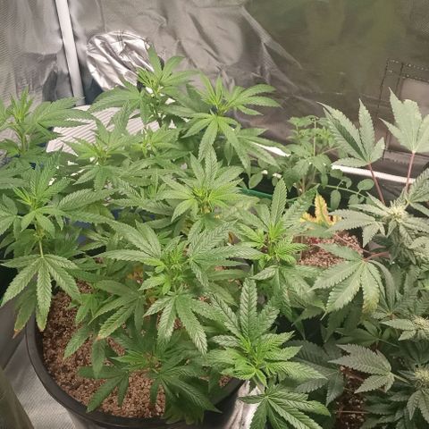 Unknown strain growlog timeline photo