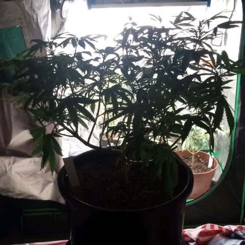Unknown strain growlog timeline photo