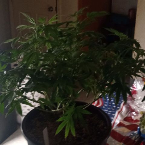 Unknown strain growlog timeline photo